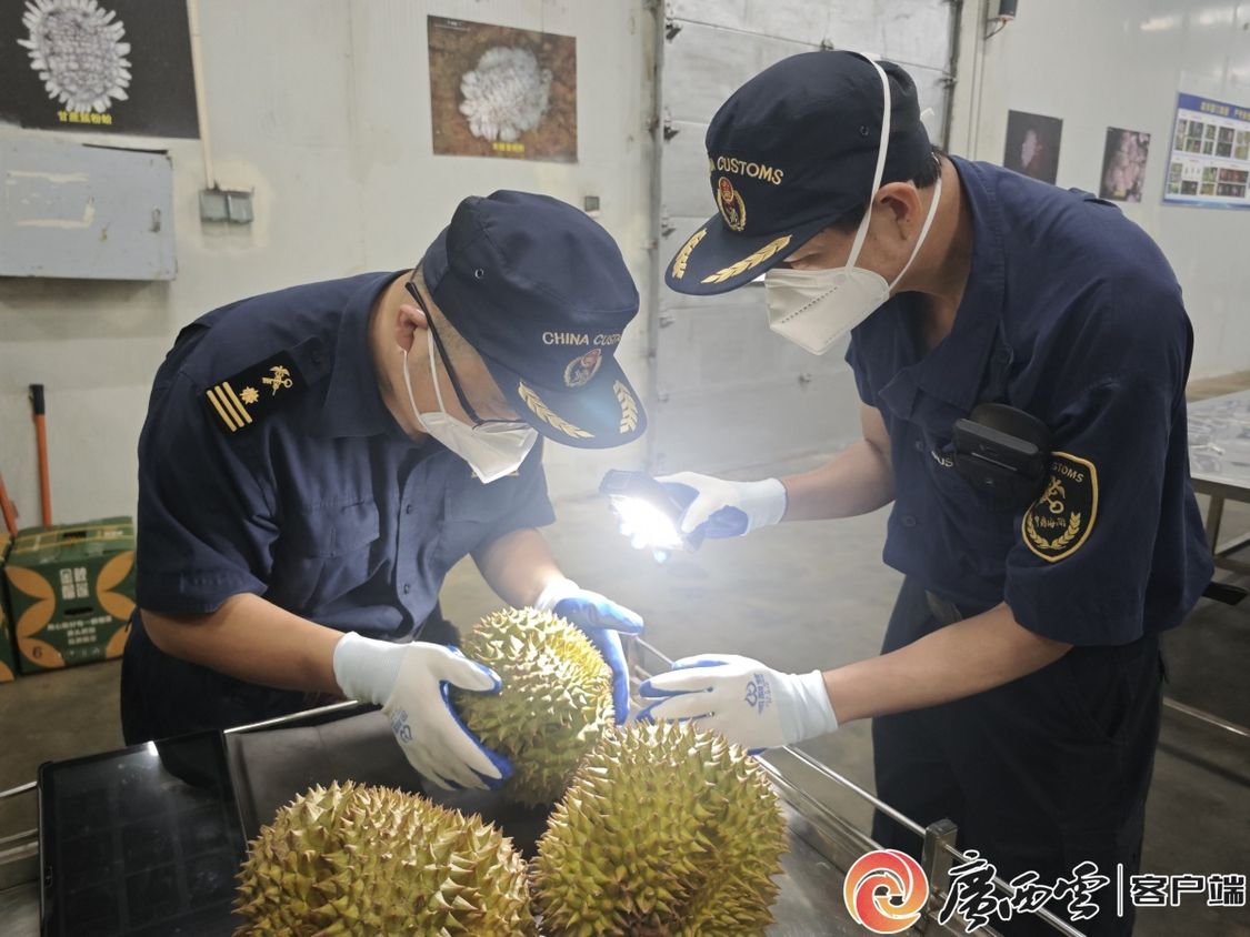 中国每完美体育网站3个进口榴莲就有一个来自这里！广西“甜蜜通道”火了(图2)