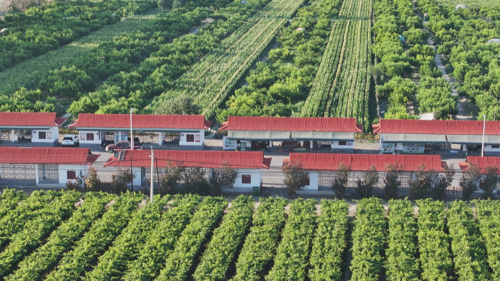 习近平总书记关切事｜潮涌天山活力新(图4)