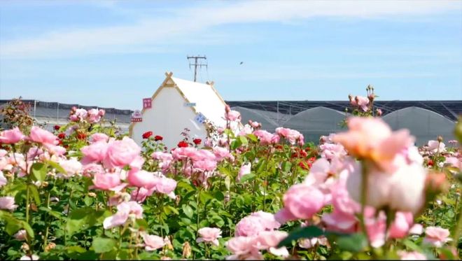 完美体育喜迎两会丨高质量发展如何“落地”？解码青浦建议提案办理的优秀答案(图6)